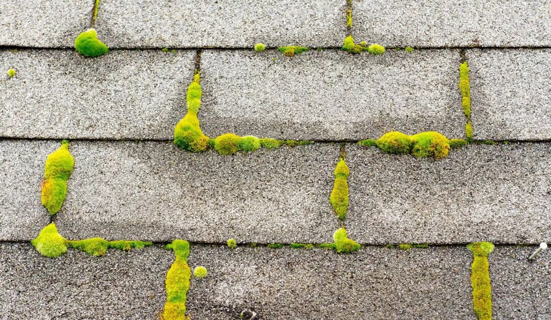 5 Benefits Of Removing Moss Quickly From Your Home