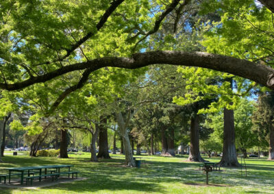 land park sacramento trees